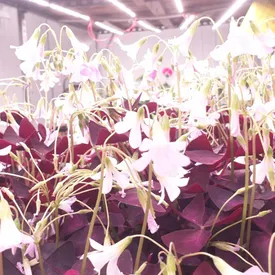 Пищевые цветы Кислицы, 25 цветов